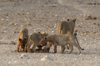 Savanada oynayan aslan yavrusu.