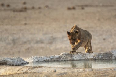 Genç bir aslan Namibya 'daki sudan su içiyor.