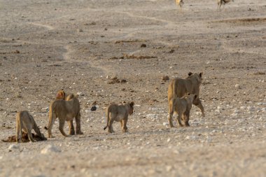 Savanadaki vahşi aslanlar
