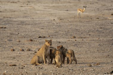 Bir grup vahşi desha Afrika savanasında.