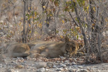Aslan kumda yatıyor.
