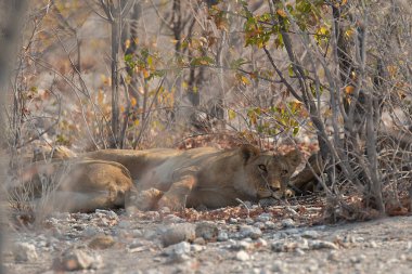 Aslan etkin Milli Parkı'nda