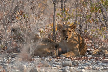 dişi aslan kumda yatıyor.