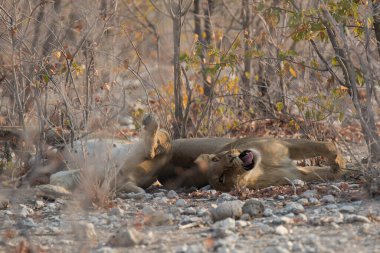 erkek aslan (panthera leo )