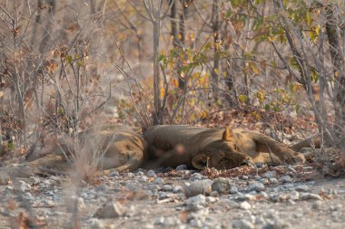 Ormanda vahşi bir aslan