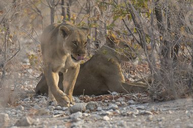 Afrika aslanı Kruger National park, Güney Afrika