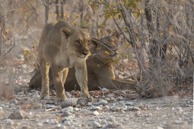 Afrika bozkırında bir erkek aslan.
