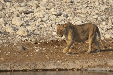 Etoşa 'daki Afrika aslanı.