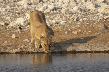 Namibya 'daki Etoşa Milli Parkı' ndaki delikte aslan var..