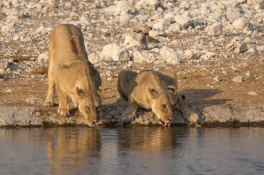 Sudaki genç yaban domuzu