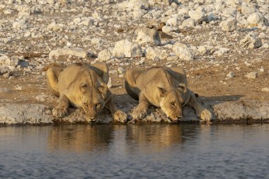 Etoşa 'daki su birikintisindeki su birikintisindeki Afrika filleri.