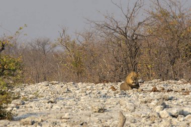 Chobe Ulusal Parkı, Botswana, Afrika 'da kuru bir zeminde beyaz bir aslanın yakın çekimi.