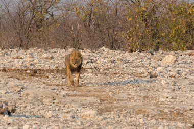 Etoşa Ulusal Parkı 'nda bir aslan.