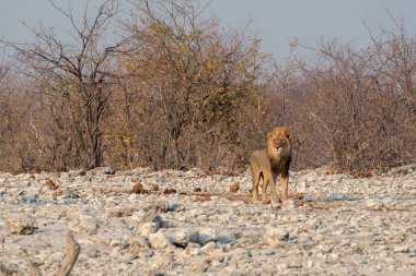 Afrika vahşi aslanı Güney Afrika 'daki Kruger Ulusal Parkı' nda karada yürüyor..