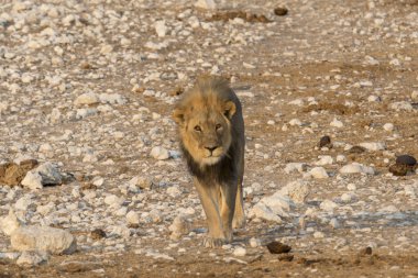 Namibya 'daki Etoşa Ulusal Parkı' nda kumda yürüyen bir aslan.