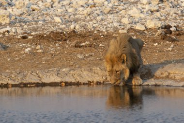 Etoşa, Namibya 'da nehirde aslan içme suyu