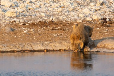young lion drinking from water