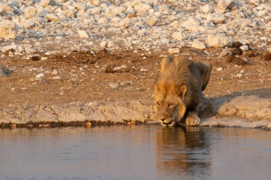Aslan, su birikintisinde su içiyor.