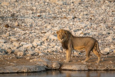 Güney Afrika 'daki Kruger Ulusal Parkı' nda aslan var..