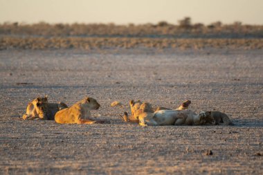 Güney Afrika 'daki bir savanada güneşte dinlenen aslanlar.