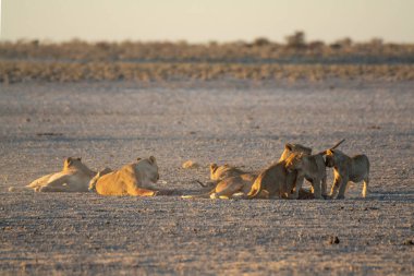 Afrika savanındaki aslan.