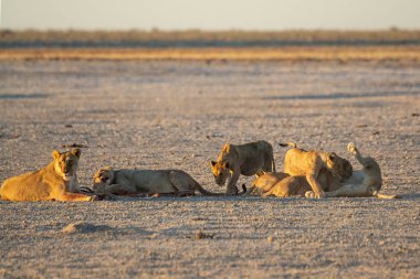Aslan etkin ulusal park, Namibya