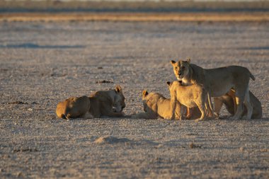 Etoşa Ulusal Parkı 'nda bir aslan.
