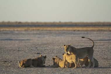 bir su birikintisinin bahçesindeki aslanları
