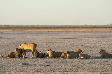 Etoşa Ulusal Parkı 'ndaki Afrika aslanı.