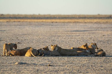 Aslanlar su birikintisinde dinleniyor