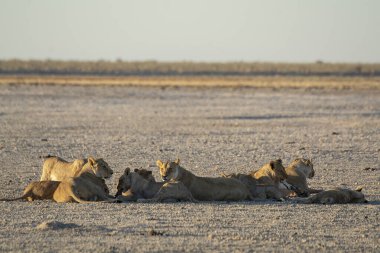 Namibya 'daki Etoşa' da bir grup aslan.