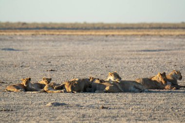 Etoşa Ulusal Parkı, Etoşa Namibya 'da bir delikte aslan aslanları grubu.