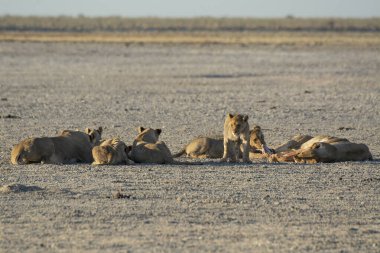 Etoşa 'daki aslanlar