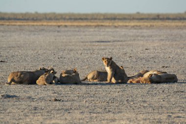 Namibya 'daki savanda aslanlar