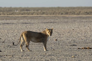Kenya bozkırında genç bir Afrikalı aslan.