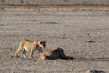 Aslan ve yavru yerde.