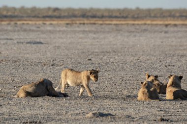 Afrika ovasında yavru bir aslanla