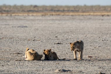 lion with cub in the etosha national park in namibia