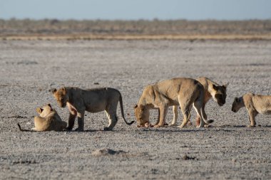 Afrika vahşi hayvanları, doğal yaşam, vahşi yaşam hayvanları.