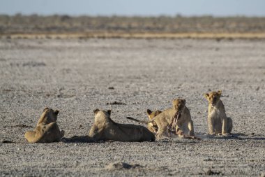 Etoşa Ulusal Parkı, Namibya 'daki aslan ailesi.