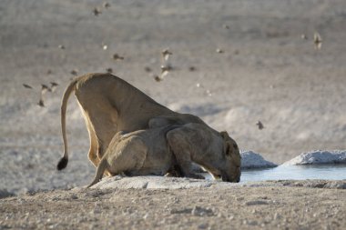 Afrika aslanı, Etoşa 'daki Panthera Leo.