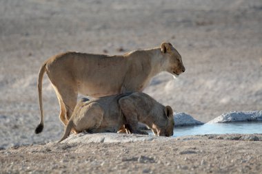 young female lion with water drinking from the water in the etosha national park