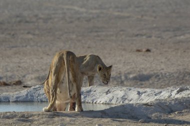 Etoşa Ulusal Park Namibya 'sında beyaz boğa