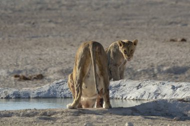 Yavrusu suda yürüyen genç bir aslan.
