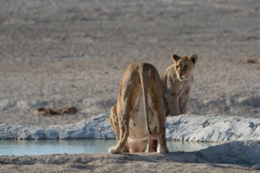 a female white lion with a young cub drinking water