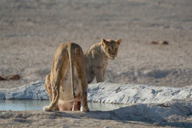 Kuru zeminde yürüyen iki genç aslan yavrusu.