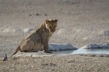 Bir erkek su aslanı Etoşa, Namibya 'da bir su birikintisinde içiyor.