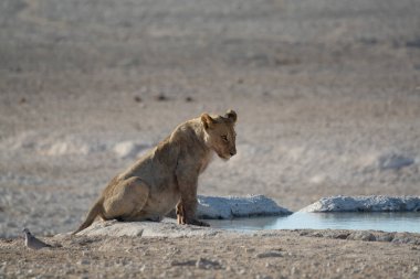 Etoşa gölündeki aslan - namibya