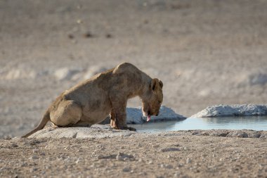 Namibya 'da aslan içme suyu