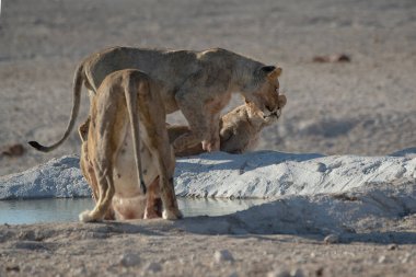 Genç dişi afrikalı aslan (panthera leo), panthera leo